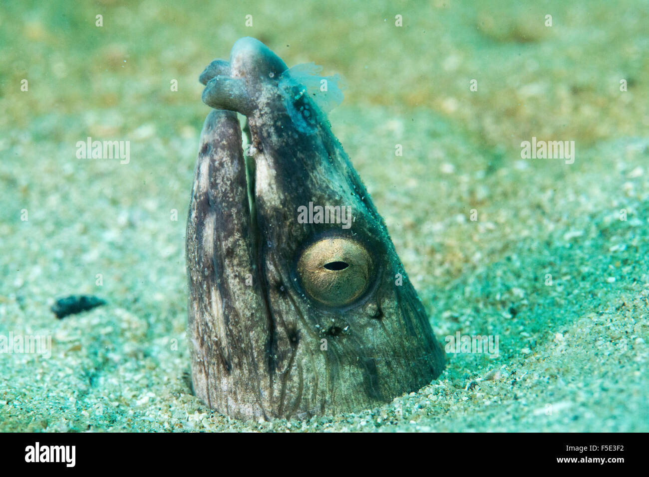 Longfin snake-anguilla hinding nella sabbia e aspettare la sua preda. Non si tratta di rettili ma il pesce. closeup Foto Stock