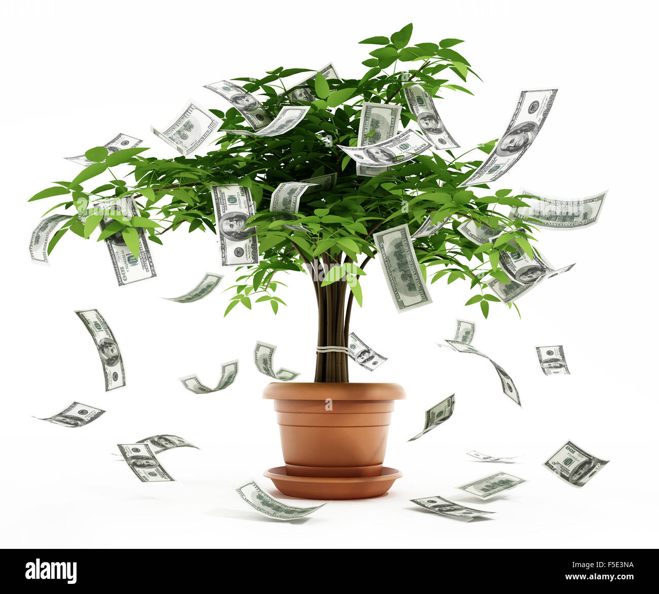 Money Tree nel recipiente isolato su sfondo bianco Foto Stock