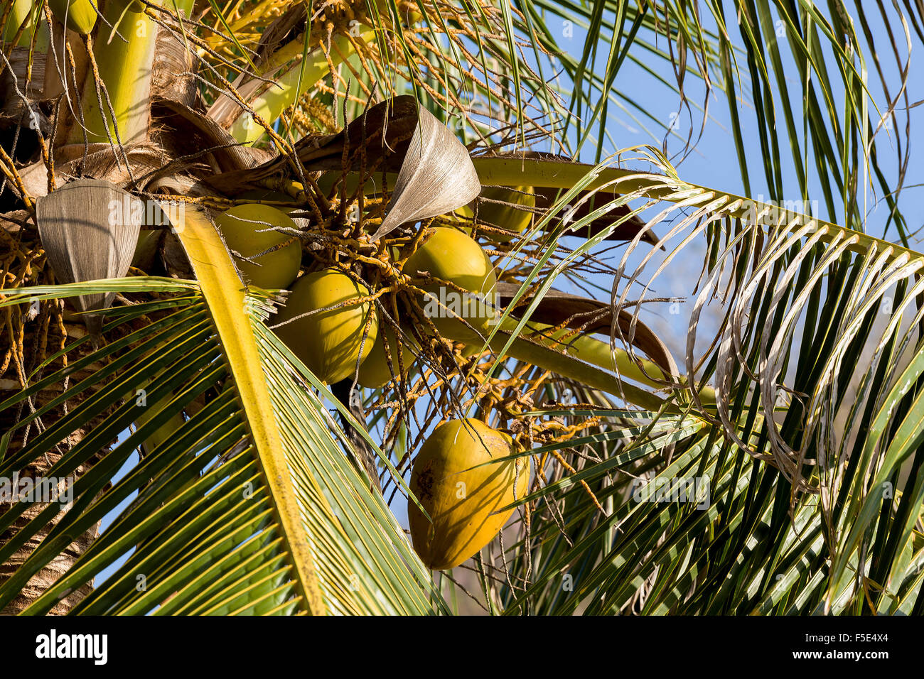 Dettaglio del coco-Palm tree con giallo dado, Indonesia Bali Foto Stock