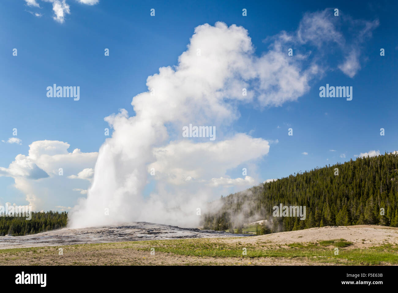 Il geyser Old Faithful eruttando nel Parco Nazionale di Yellowstone, Wyoming negli Stati Uniti. Foto Stock