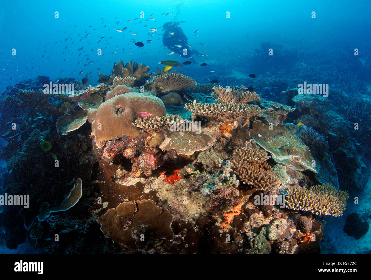 Diver esplora le diverse Coral reef che circonda l'Isola Heron, della Grande Barriera Corallina, Australia Foto Stock