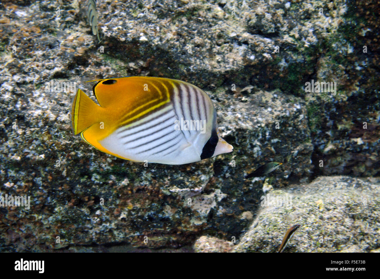 Threadfin butterflyfish, Chaetodon auriga, Waiopae pozze di marea, Kapoho, Big Island, Hawaii, STATI UNITI D'AMERICA Foto Stock