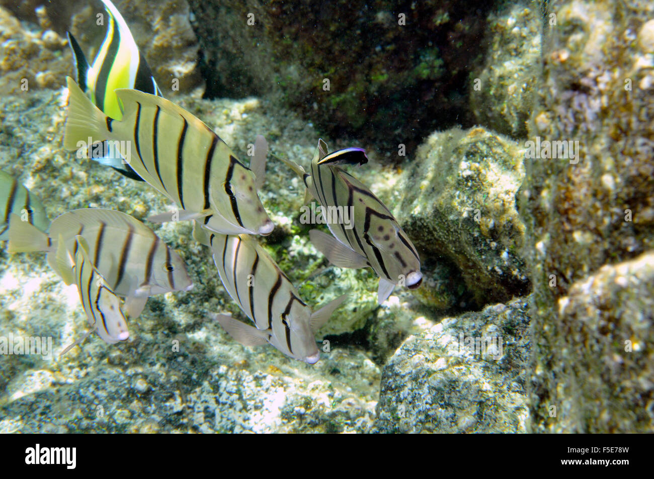 Condannare i codoli o manini, Acanthurus triostegus, vengono pulite da Hawaiian wrasse, Labroides phthirophagus, Kapoho, Hawaii Foto Stock