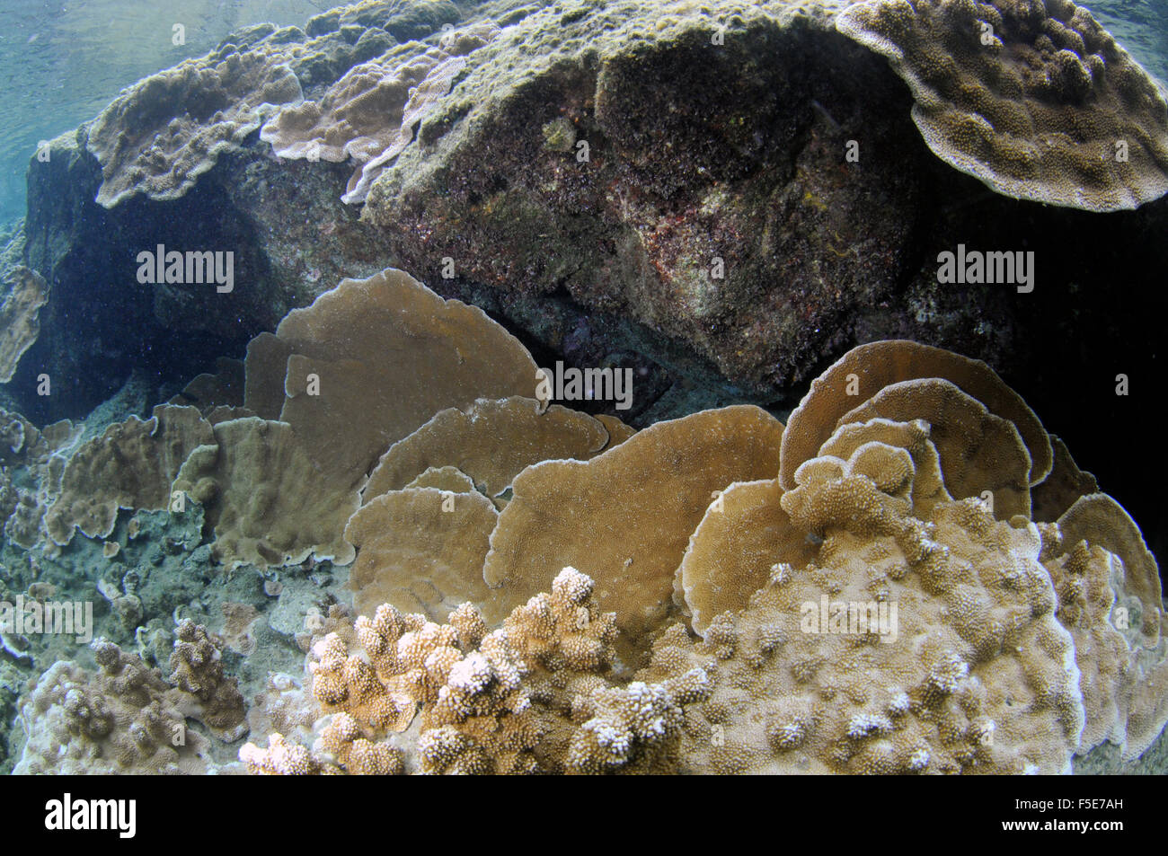 Coral reef a Waiopae pozze di marea, Kapoho, Big Island, Hawaii, STATI UNITI D'AMERICA Foto Stock