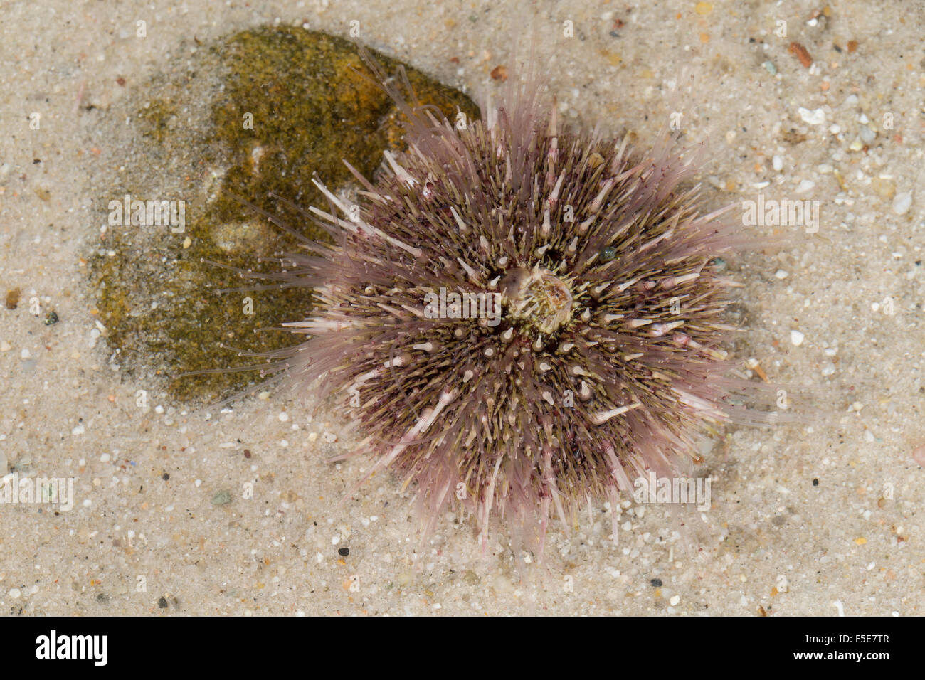 Il verde dei ricci di mare, settentrionale dei ricci di mare, mare uovo, Rundstacheliger Seeigel, Grüner Seeigel, Strongylocentrotus droebachiensis Foto Stock