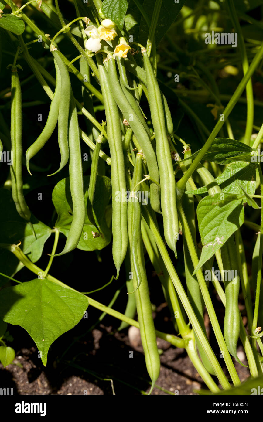 Verde fagiolo cresciuto su bush in giardino Foto Stock