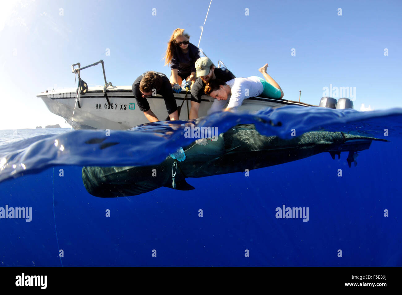 Tiger Shark, Galeocerdo cuvier, essendo contrassegnati da ricercatori di squalo, Kaneohe, Oahu, Hawaii, STATI UNITI D'AMERICA Foto Stock