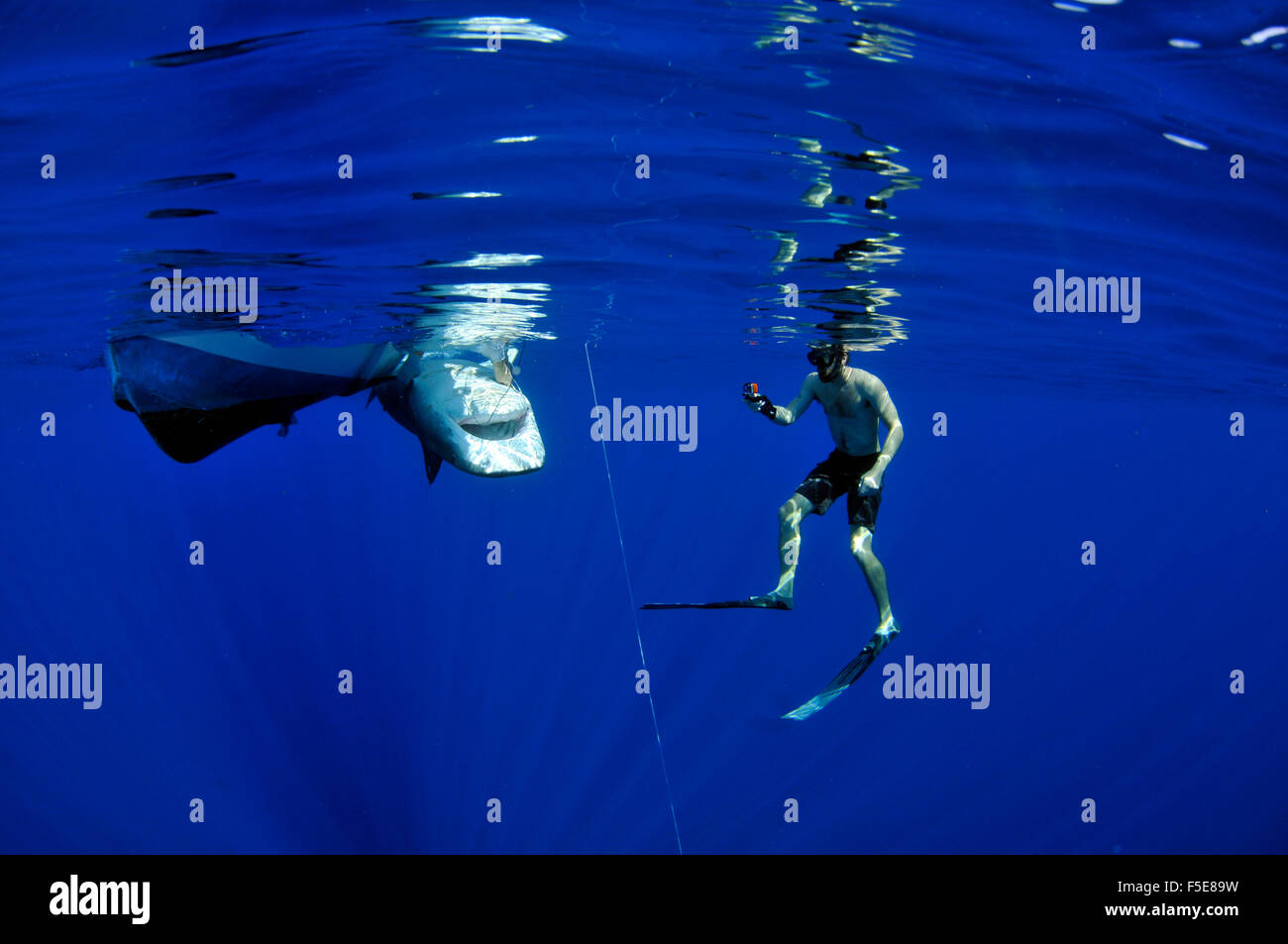 Sommozzatore registra uno squalo tigre, Galeocerdo cuvier, in immobilità tonica, Kaneohe, Oahu, Hawaii, STATI UNITI D'AMERICA Foto Stock