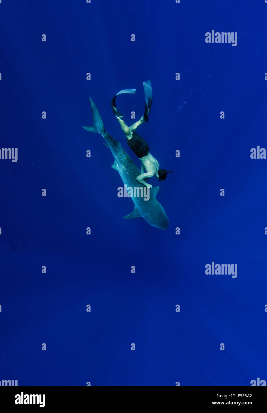 Controlli Snorkeler una etichetta acustica a pinna di squalo tigre, Galeocerdo cuvier, Kaneohe, Oahu, Hawaii, STATI UNITI D'AMERICA Foto Stock