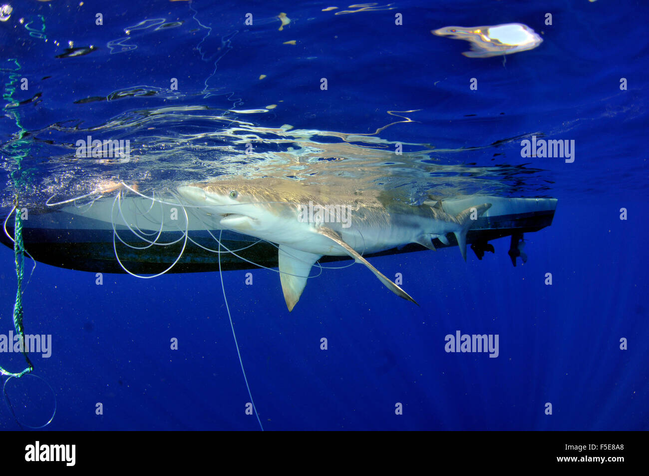 Silky shark Carcharhinus falciformis, tagging, Kaneohe, Oahu, Hawaii, STATI UNITI D'AMERICA Foto Stock