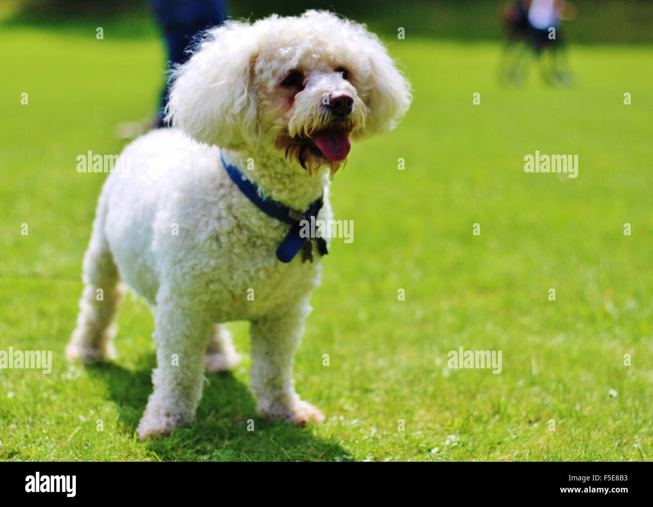 Bichon frise, bianco cane, cane maschio, piccola razza di cani anziani, Foto Stock