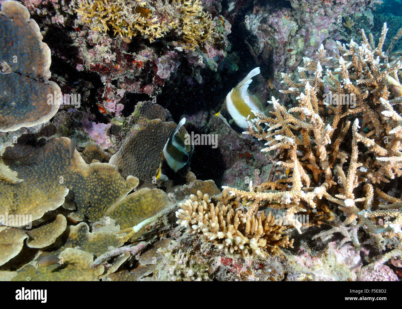Pennant bannerfish, Heniochus Crisostomo, Seche Croissant, Noumea, Nuova Caledonia Foto Stock