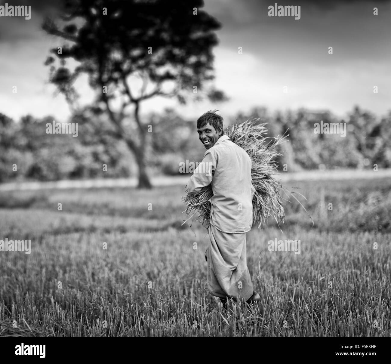 Coltivatore di frumento, Sri Lanka, Asia Foto Stock