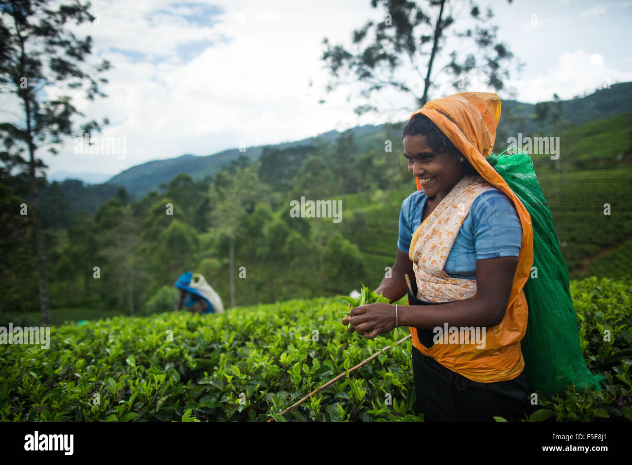 Raccoglitrice di tè, Haputale, Sri Lanka, Asia Foto Stock