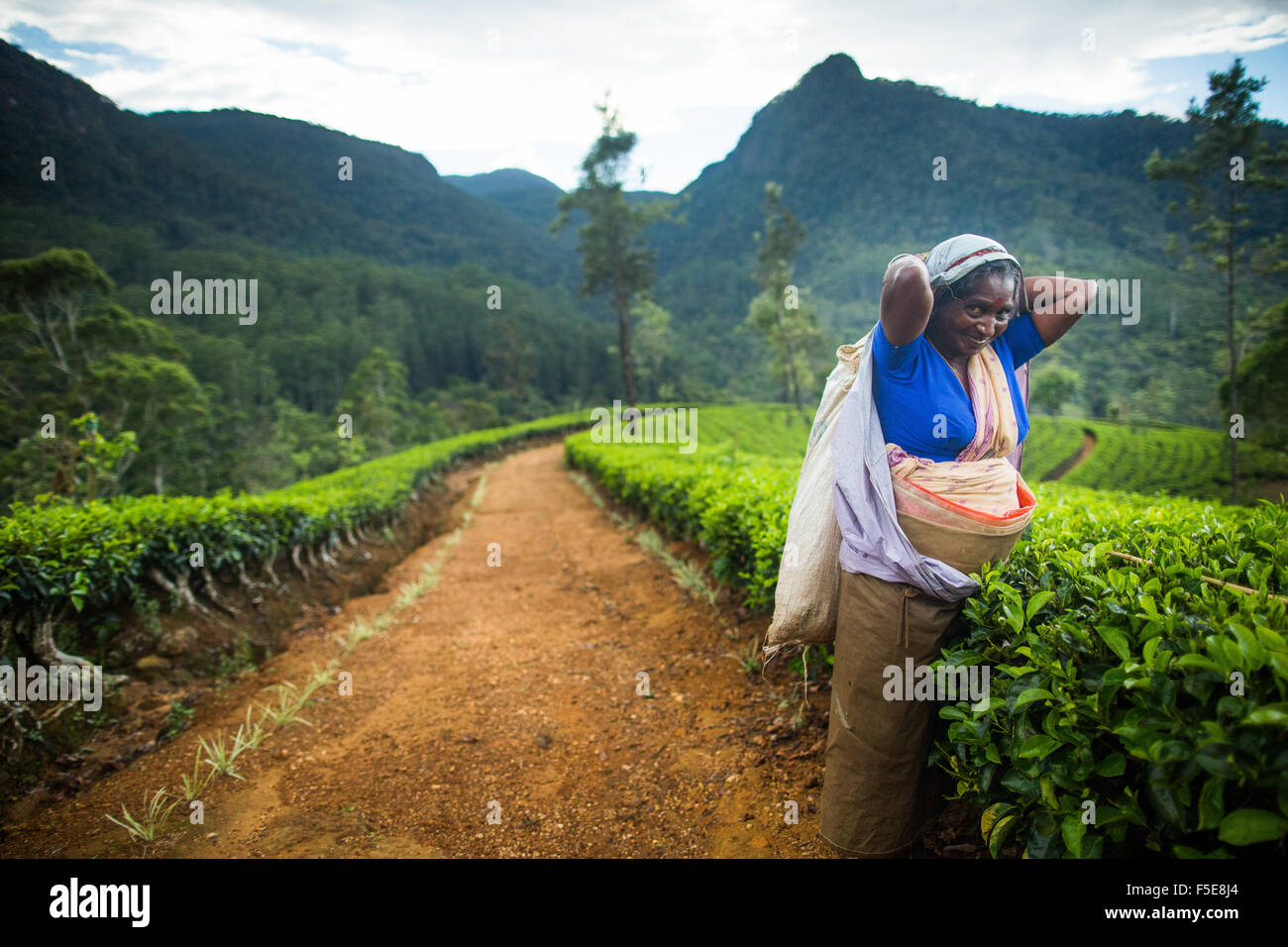 Raccoglitrice di tè, Haputale, Sri Lanka, Asia Foto Stock