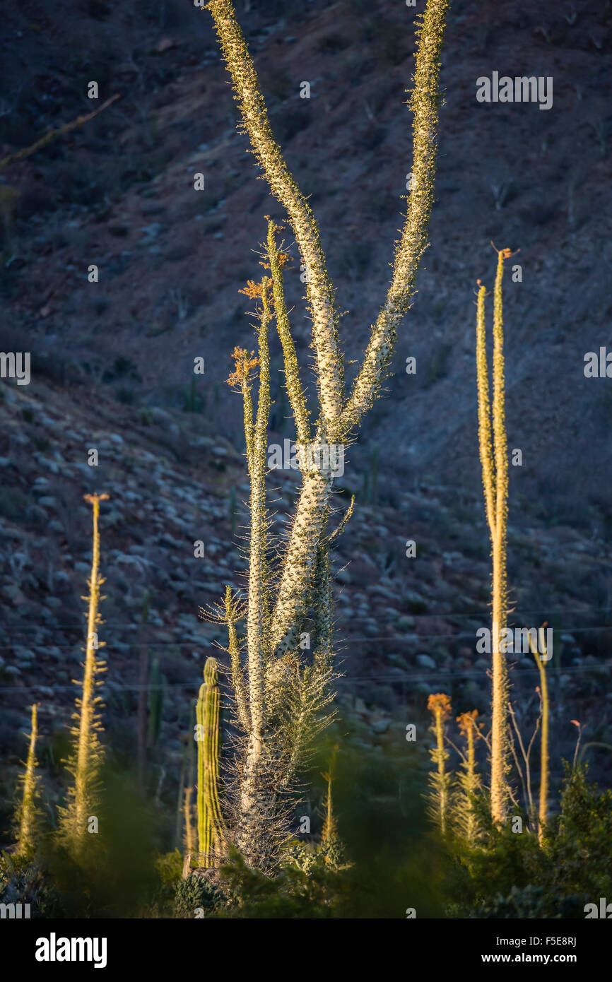 Enorme Boojum tree (Cirio) (Fouquieria columnaris) al tramonto vicino a Bahia de Los Angeles, Baja California, Messico, America del Nord Foto Stock