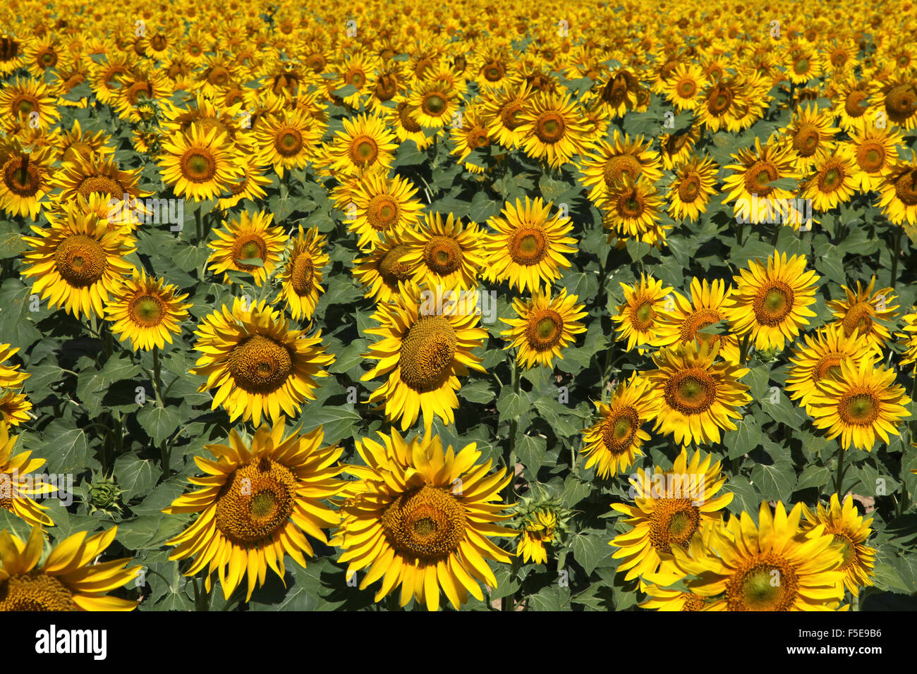 Van Gogh Sunflowers Immagini E Fotos Stock Alamy