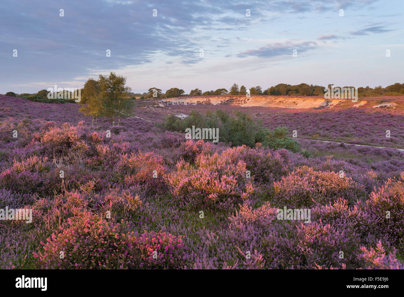 Una vista della bella brughiera con intensi colori heather a Westleton Heath, Suffolk, Inghilterra, Regno Unito, Europa Foto Stock