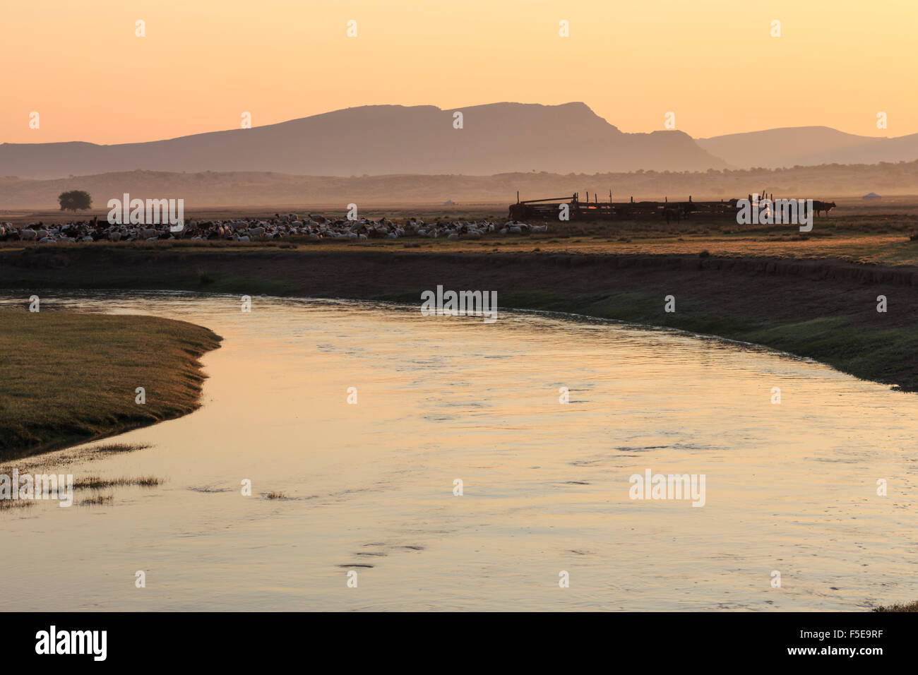 Fiume gers e allevamento di capre, pecore e vacche con stock di penna, misty dawn in estate, campo nomadi, Gurvanbulag, Bulgan, Mongolia Foto Stock