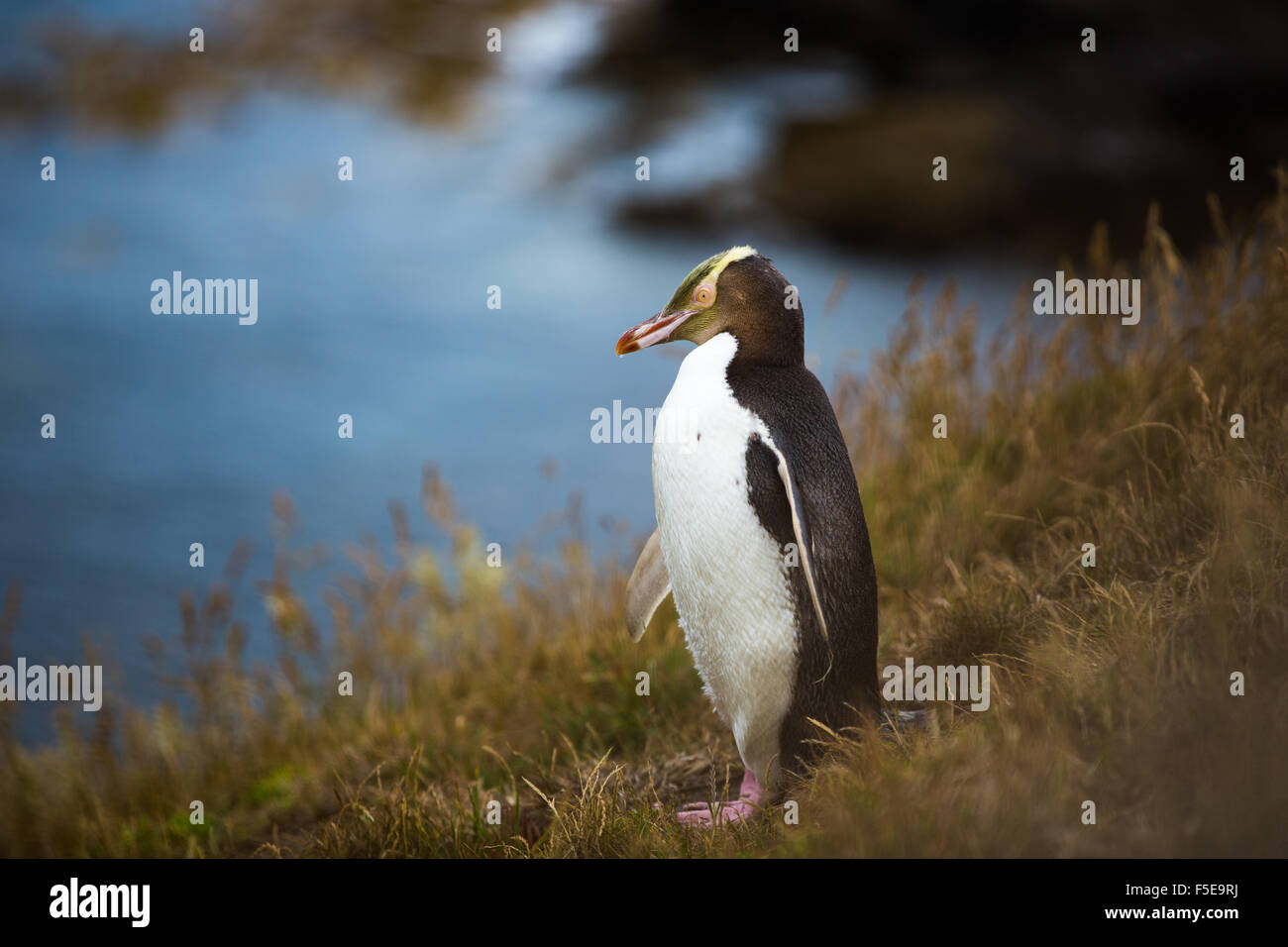 Giallo-eyed penguin (Megadyptes antipodes), Moeraki, South Island, in Nuova Zelanda, Pacific Foto Stock