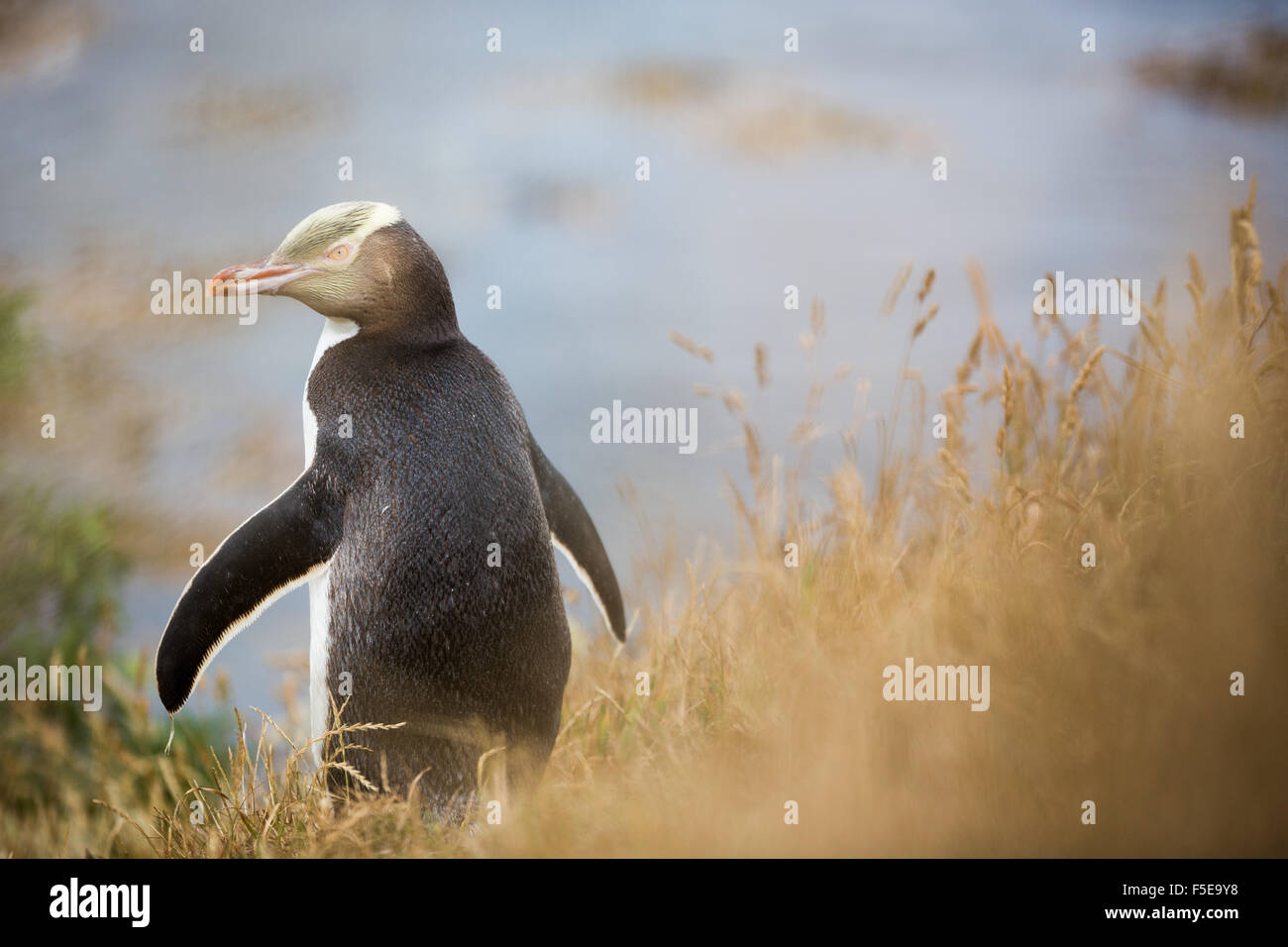 Giallo-eyed penguin (Megadyptes antipodes), Moeraki, South Island, in Nuova Zelanda, Pacific Foto Stock