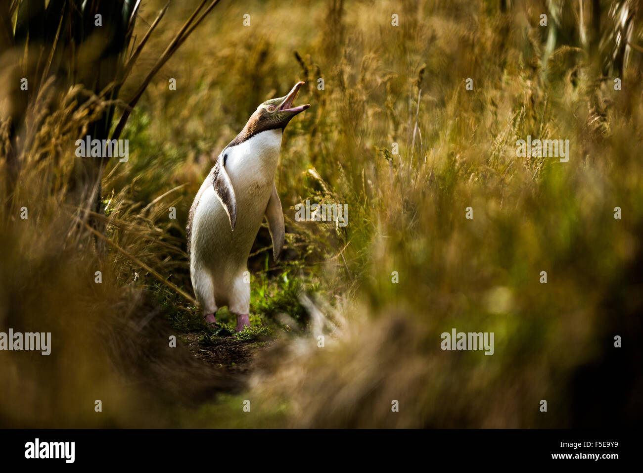 Giallo-eyed penguin (Megadyptes antipodes), Moeraki, South Island, in Nuova Zelanda, Pacific Foto Stock