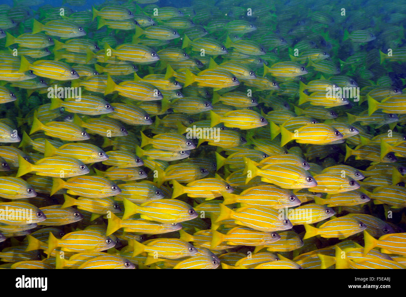 Scuola di francese grugniti, Haemulon flavolineatus, Seche Croissant, Noumea, Nuova Caledonia Foto Stock