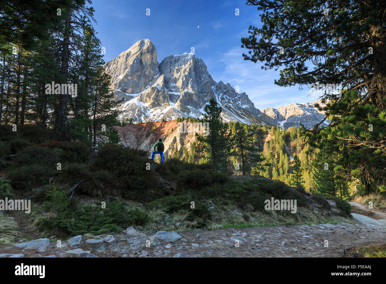 Escursionista nei boschi si ammira il Sass de Putia, il Passo delle Erbe, Puez Odle, Alto Adige, Dolomiti, Italia, Europa Foto Stock