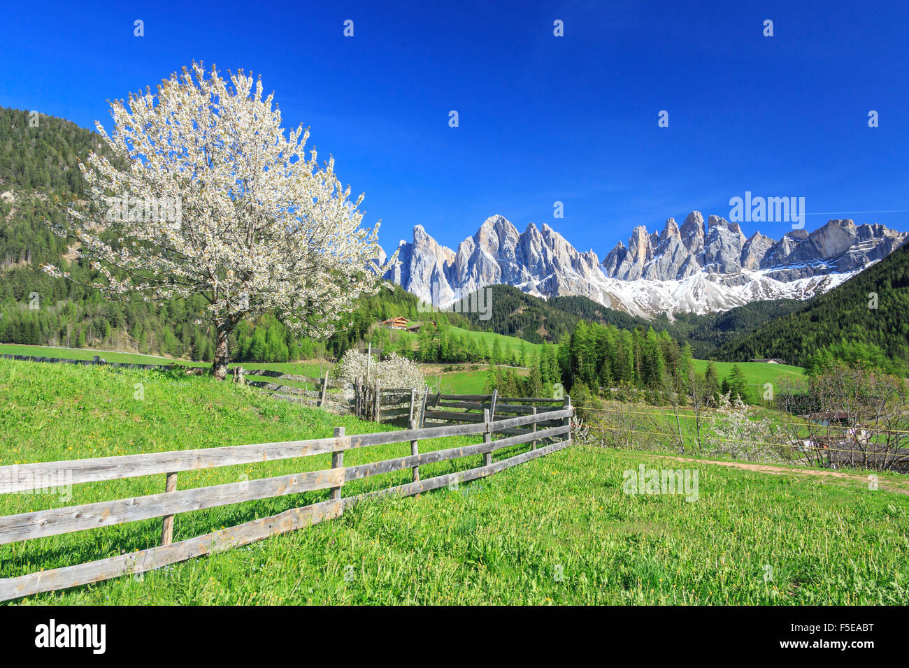 Le Odle in background potenziata da alberi fioriti, Val di Funes, Alto Adige, Dolomiti, Italia, Europa Foto Stock