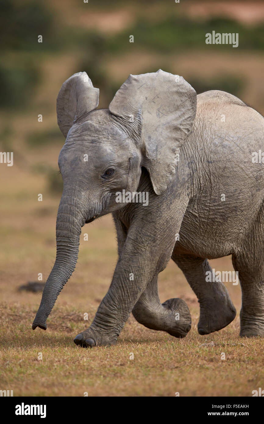 I giovani dell' elefante africano (Loxodonta africana), Addo Elephant National Park, Sud Africa e Africa Foto Stock