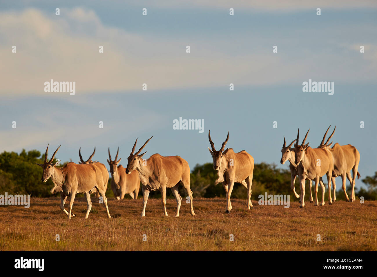 La linea di comune eland (Taurotragus oryx), Addo Elephant National Park, Sud Africa e Africa Foto Stock