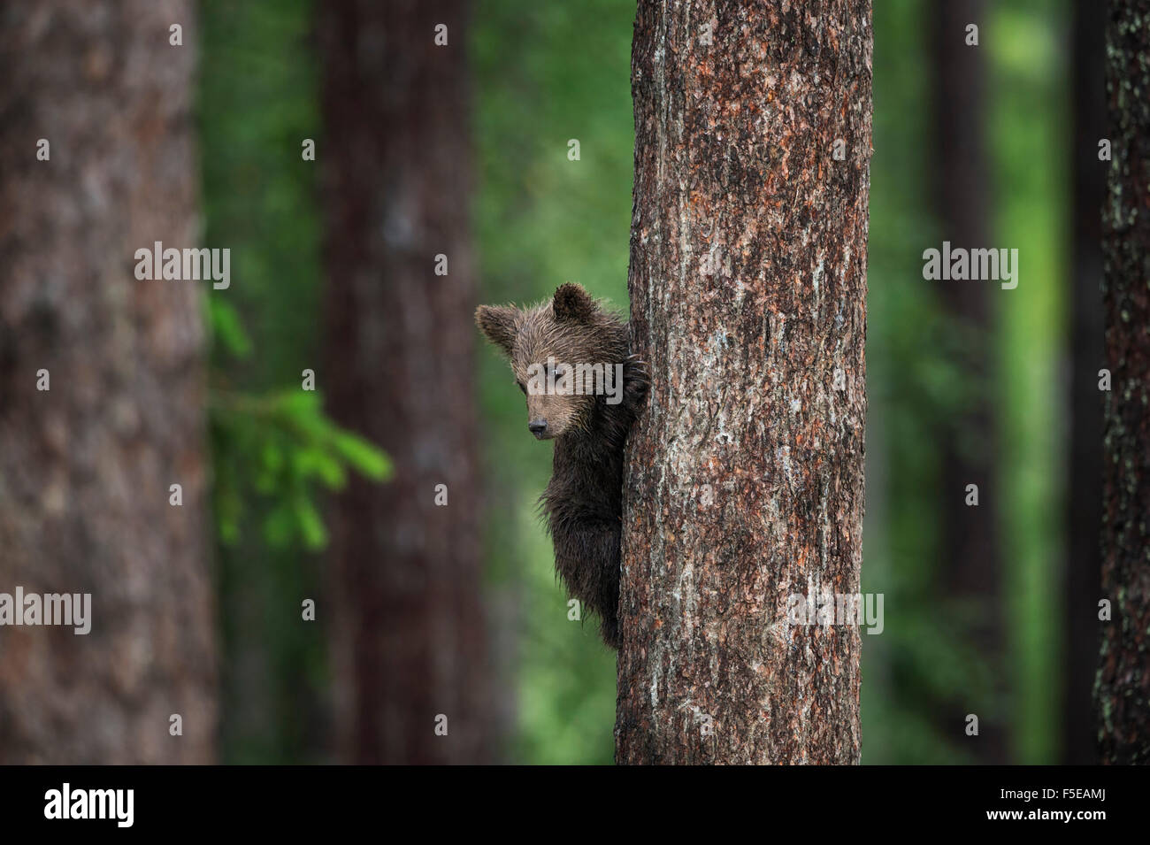 Brown Bear Cub (Ursus arctos) tree climbing, Finlandia e Scandinavia, Europa Foto Stock
