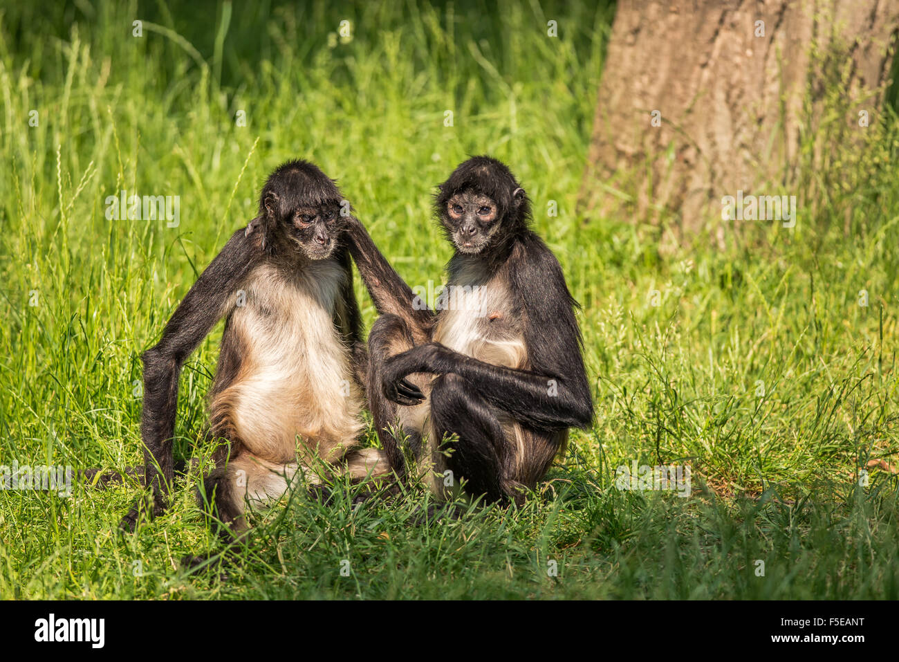 Due Geoffroy di scimmie ragno (Ateles geoffroyi), noto anche come black-consegnato spider monkey Foto Stock