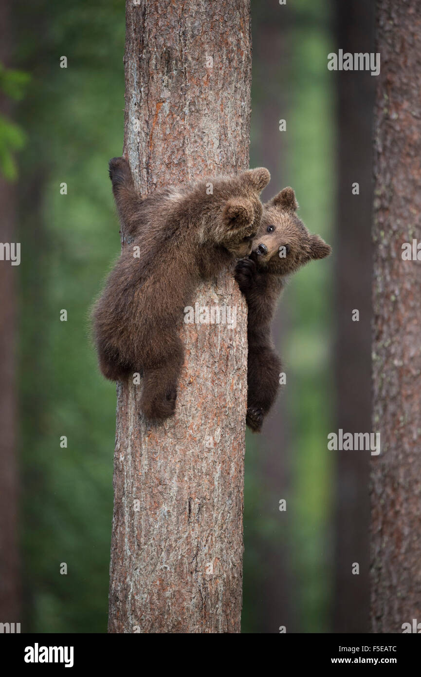 Brown Bear Cub (Ursus arctos) tree climbing, Finlandia e Scandinavia, Europa Foto Stock