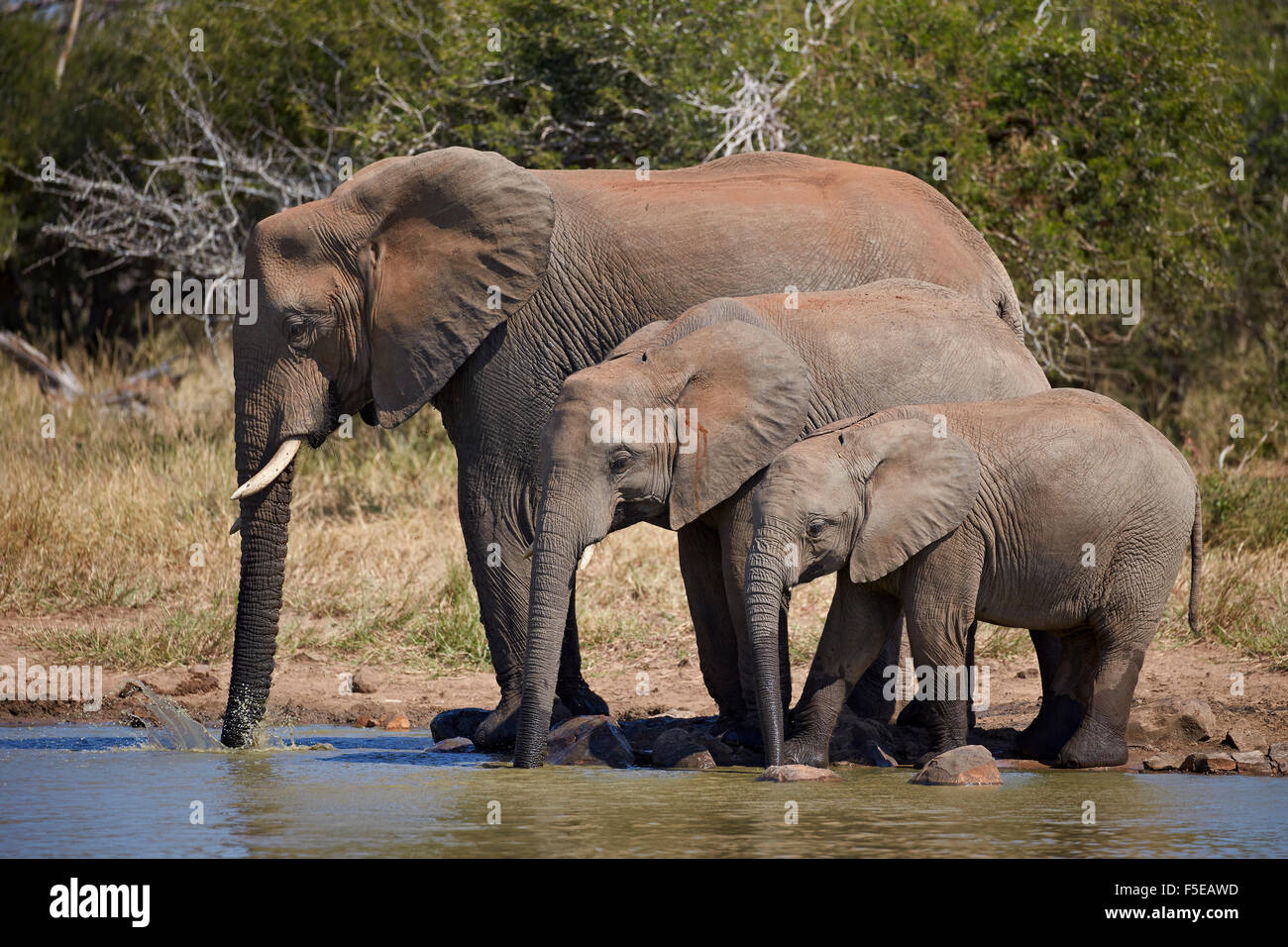 Tre dell' elefante africano (Loxodonta africana) bere, Kruger National Park, Sud Africa e Africa Foto Stock