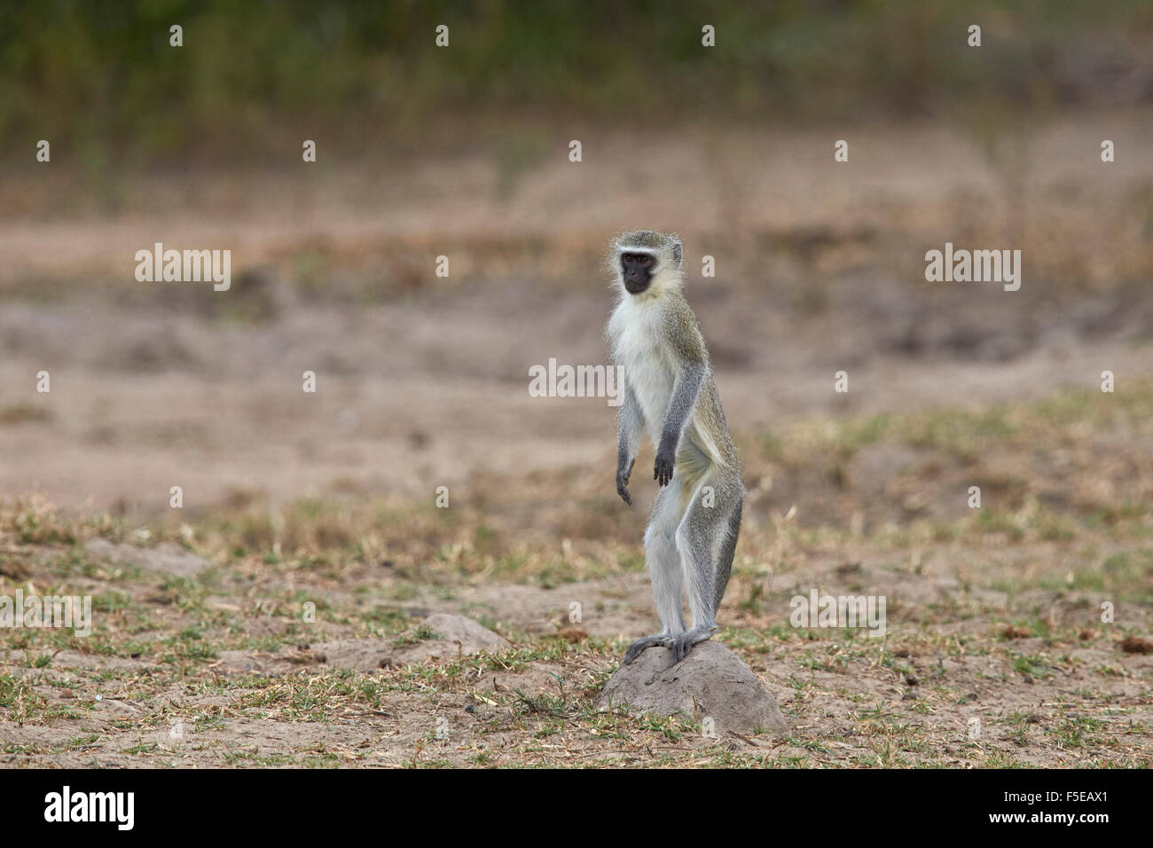 Vervet monkey (Chlorocebus aethiops) in piedi sulle zampe posteriori, Kruger National Park, Sud Africa e Africa Foto Stock