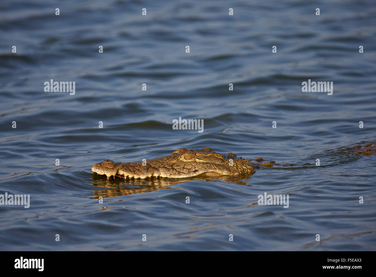 Coccodrillo del Nilo (Crocodylus niloticus) nuoto, il Parco Nazionale Kruger, Sud Africa e Africa Foto Stock