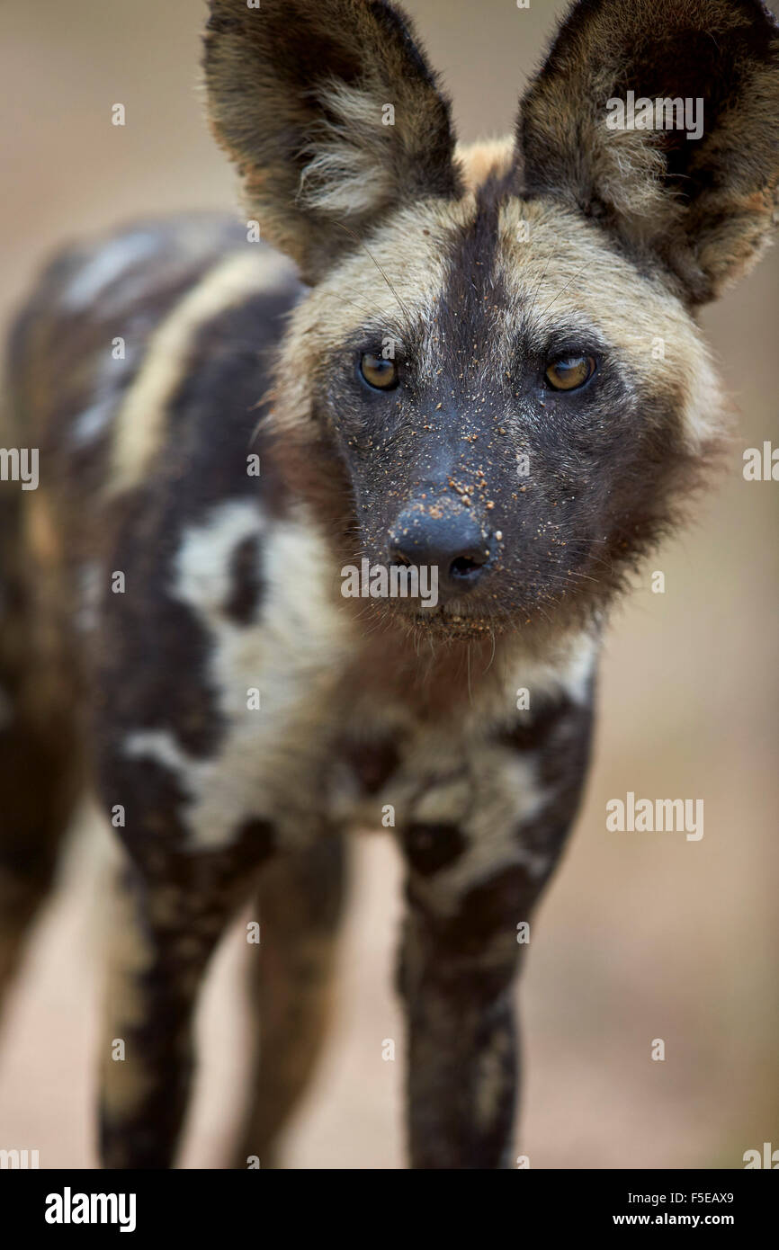 African wild dog (African Hunting dog) (Capo Caccia cane) (Lycaon pictus), Kruger National Park, Sud Africa e Africa Foto Stock