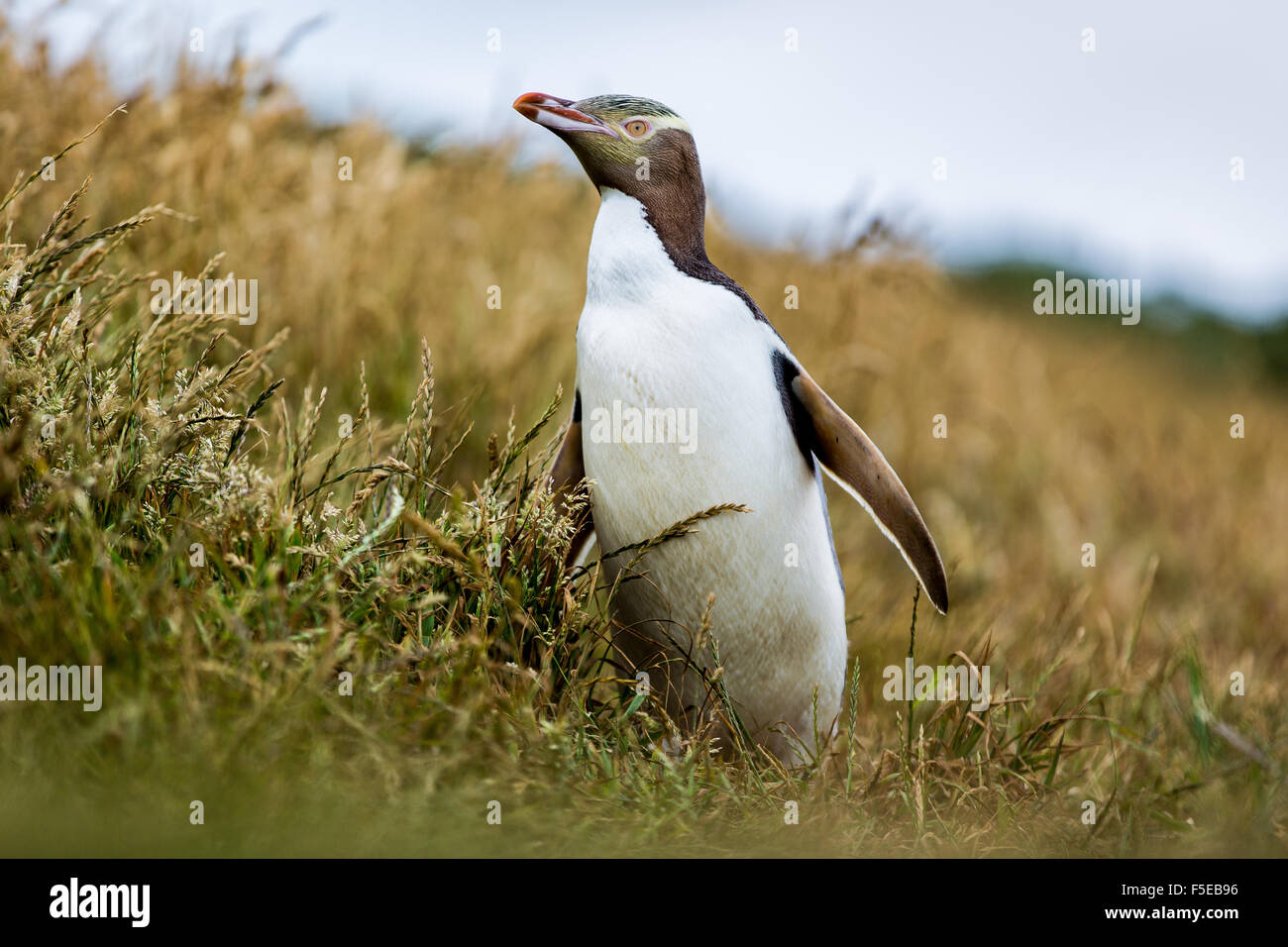 Giallo-eyed penguin (Megadyptes antipodes), punto Katiki, Moeraki Penninsula, Otago, South Island, in Nuova Zelanda, Pacific Foto Stock