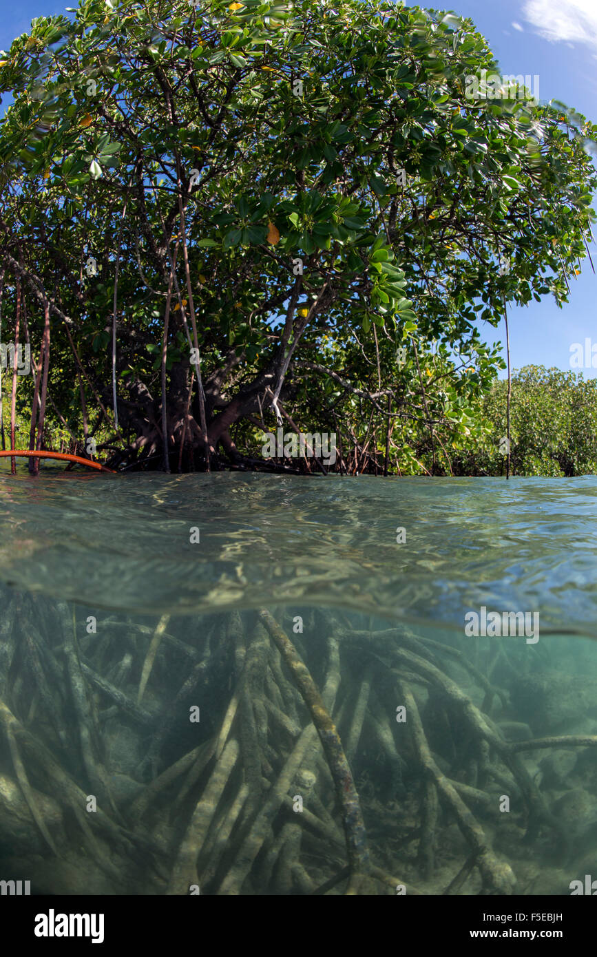 Rhizophora sp. mangrove al di sopra e al di sotto di dividere i colpi da Sau Bay, Vanua Levu, Figi, South Pacific Pacific Foto Stock