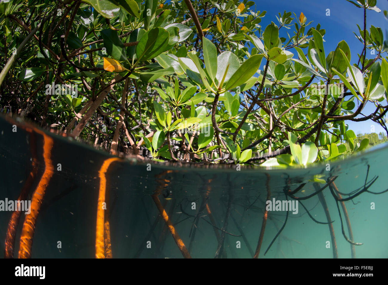 Rhizophora sp. mangrove al di sopra e al di sotto di dividere i colpi da Sau Bay, Vanua Levu, Figi, South Pacific Pacific Foto Stock