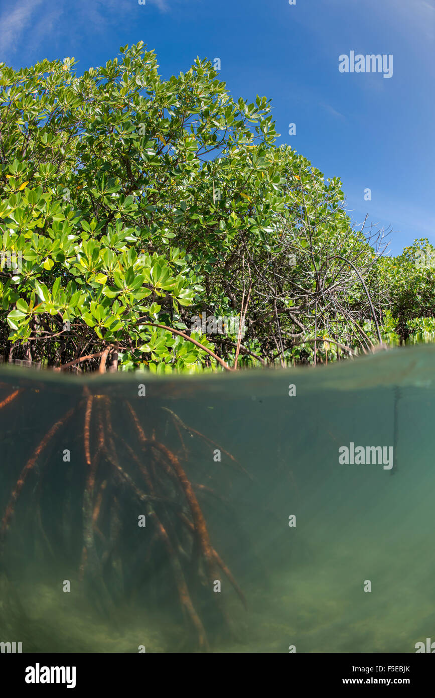 Rhizophora sp. mangrove al di sopra e al di sotto di dividere i colpi da Sau Bay, Vanua Levu, Figi, South Pacific Pacific Foto Stock