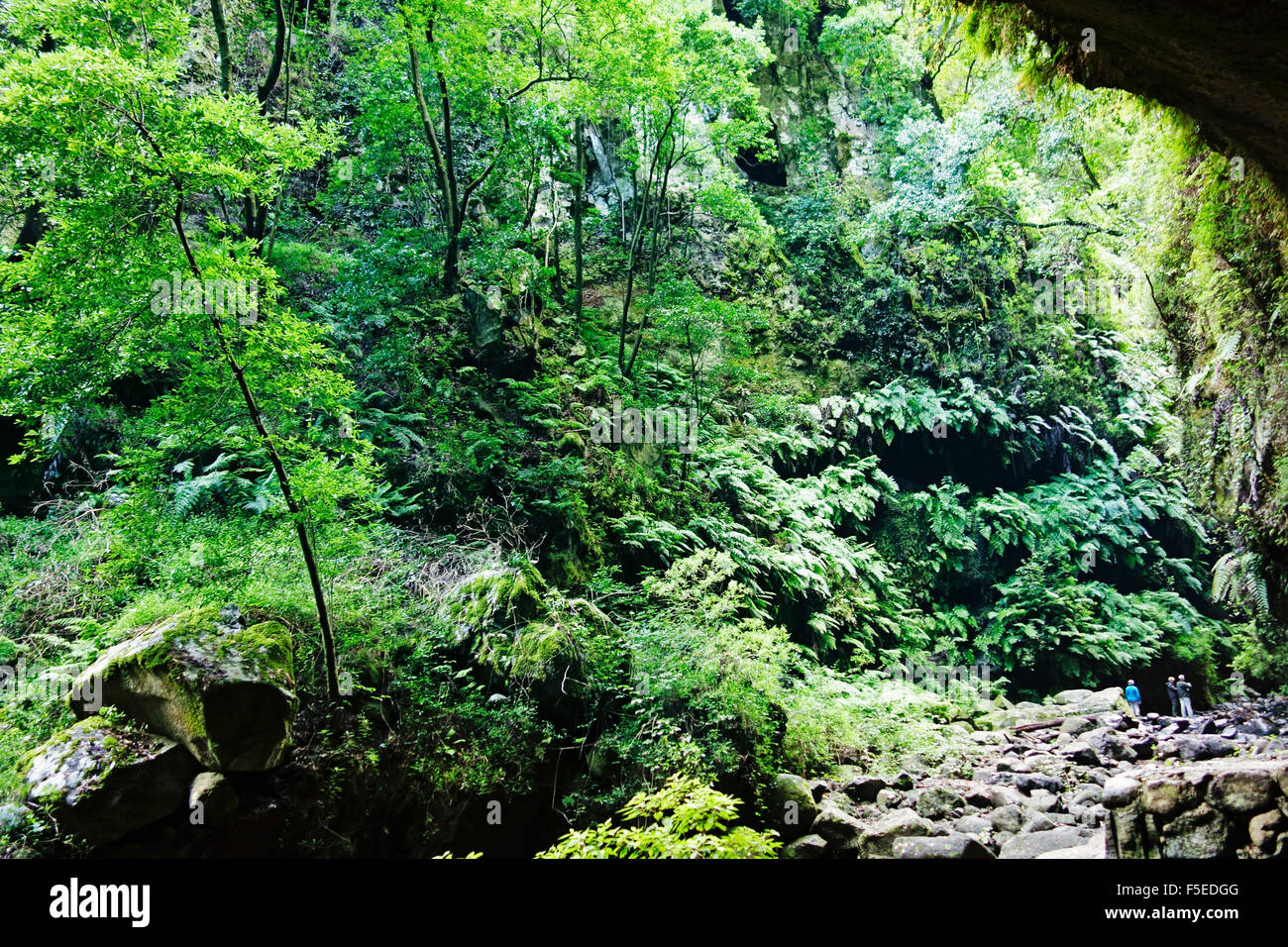 Foresta Laurel, Los Tilos Riserva della Biosfera, La Palma Isole Canarie Spagna, Europa Foto Stock