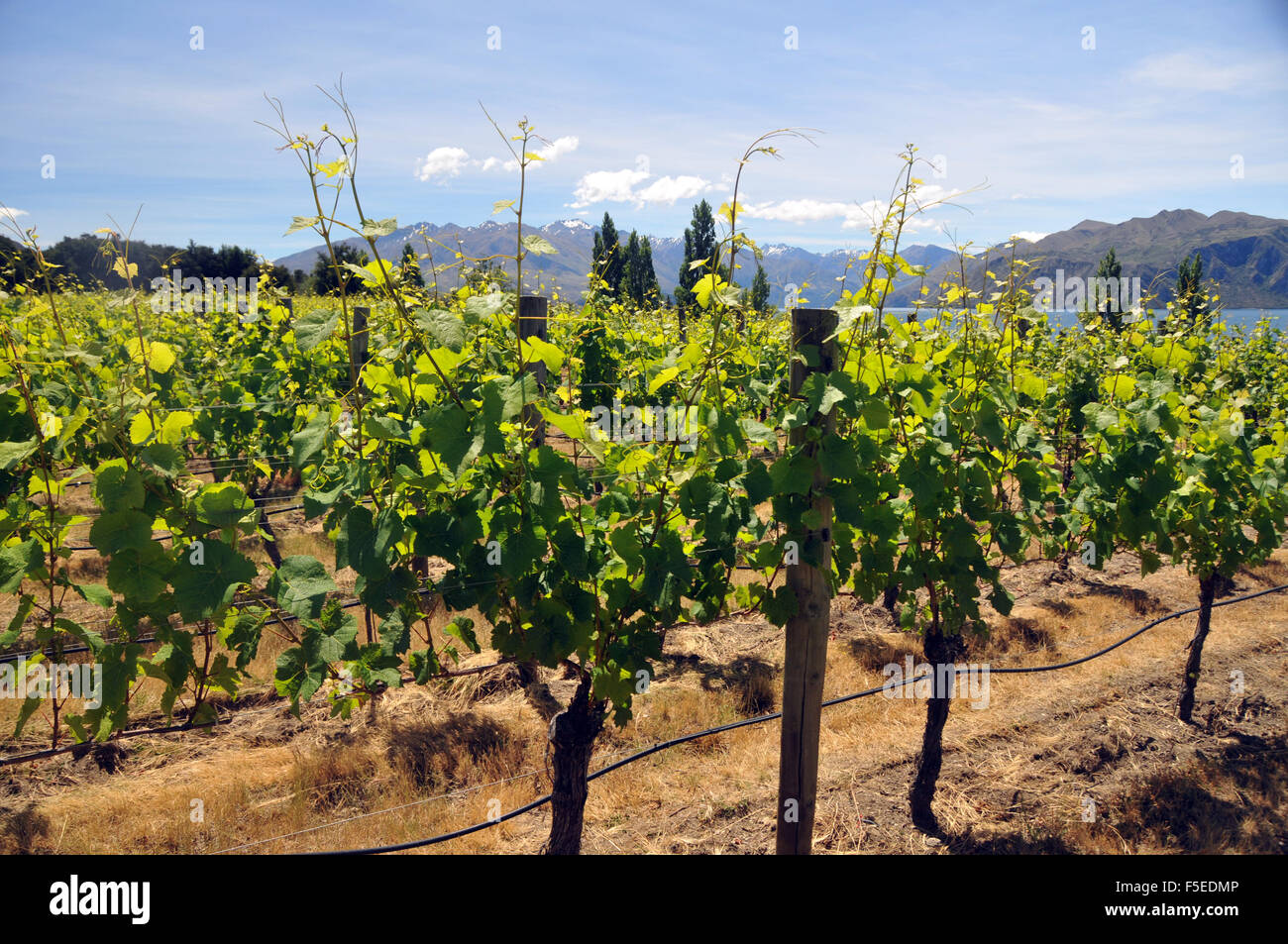 I vitigni da Rippon Cantina, Wanaka, Isola del Sud, Nuova Zelanda Foto Stock