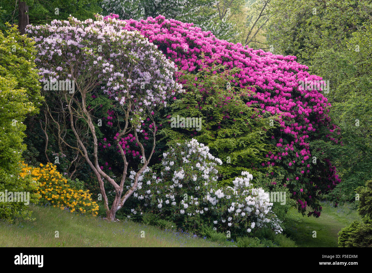 Stourhead, Wiltshire, Regno Unito, un mondo-famoso 18c paesaggio pittoresco giardino. Rododendri e azalee in tarda primavera Foto Stock