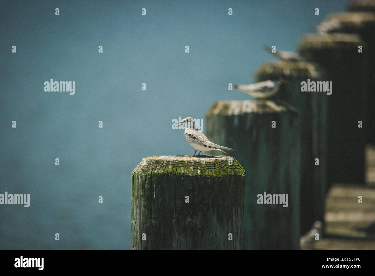 Gli uccelli appollaiato su colonne di legno dal mare, Maryland, Stati Uniti d'America Foto Stock