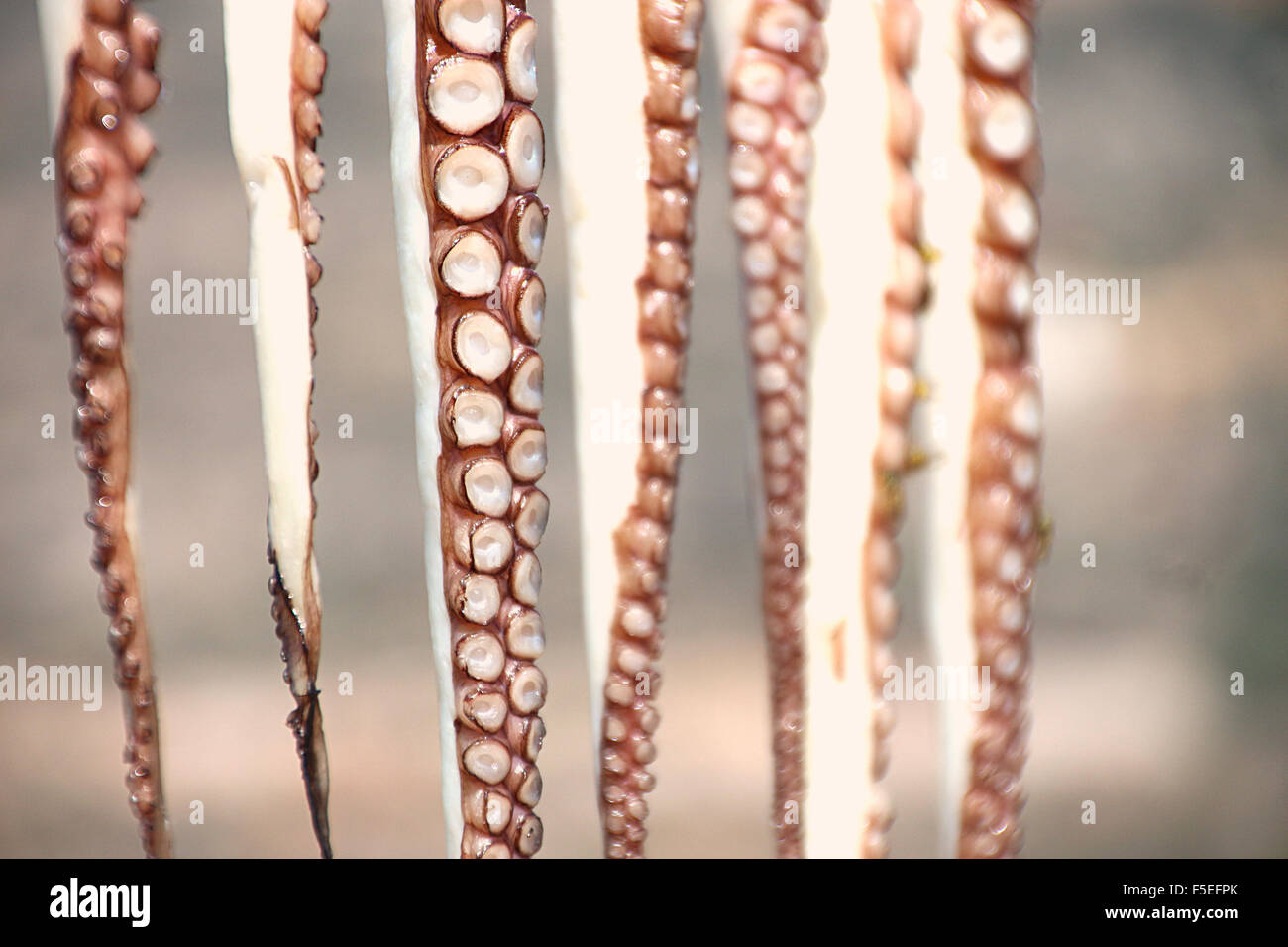 Close-up di tentacoli di polpo appeso Foto Stock