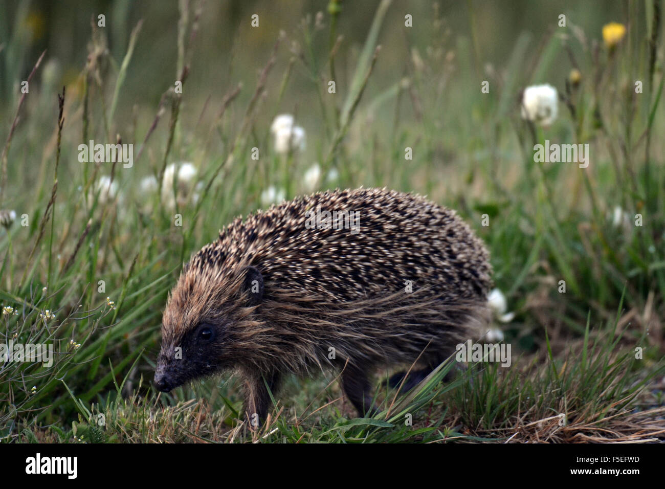 Petto marrone o comune europea Riccio, Erinaceus europaeus, specie invasive in Nuova Zelanda, Isola del Sud, Nuova Zelanda Foto Stock