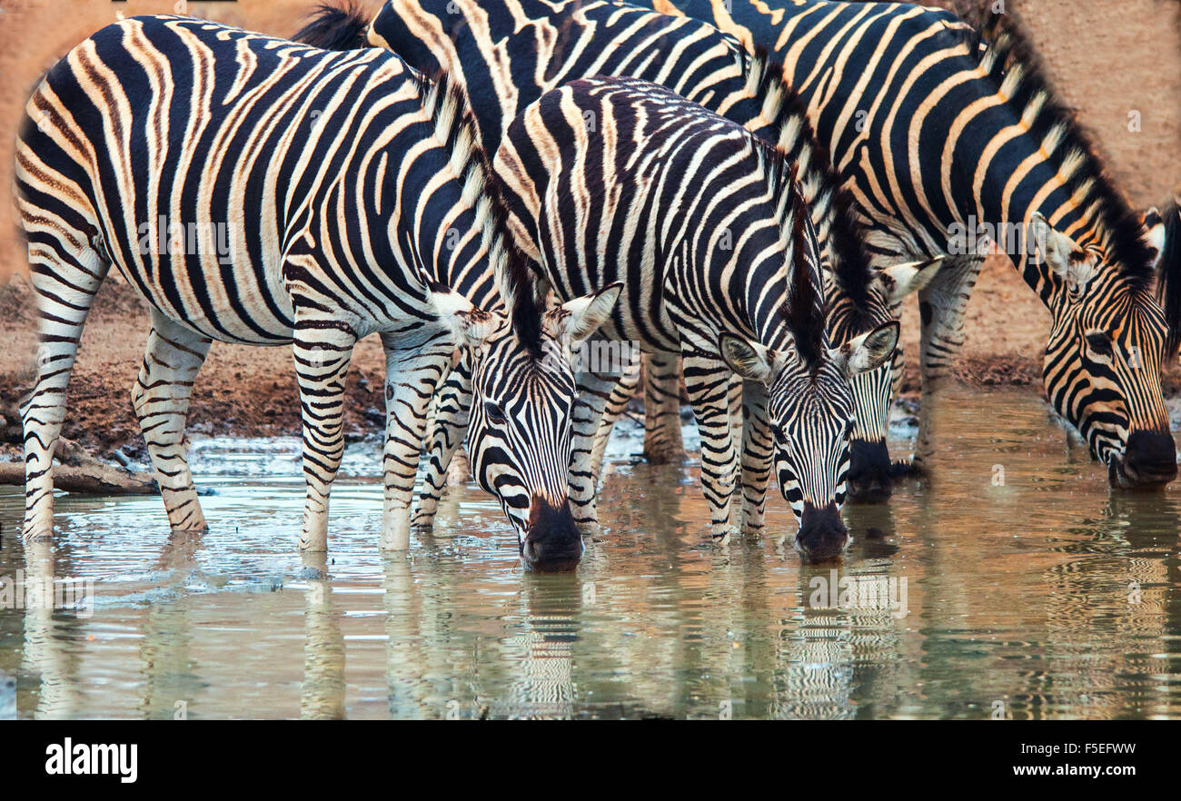 Fila di quattro zebra di Burchell (Equus quagga burchellii) bevendo in un buco di irrigazione, Sudafrica Foto Stock