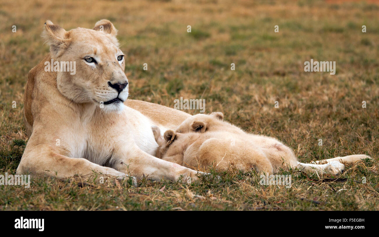 Leonessa lattante due lion cubs, Sud Africa Foto Stock